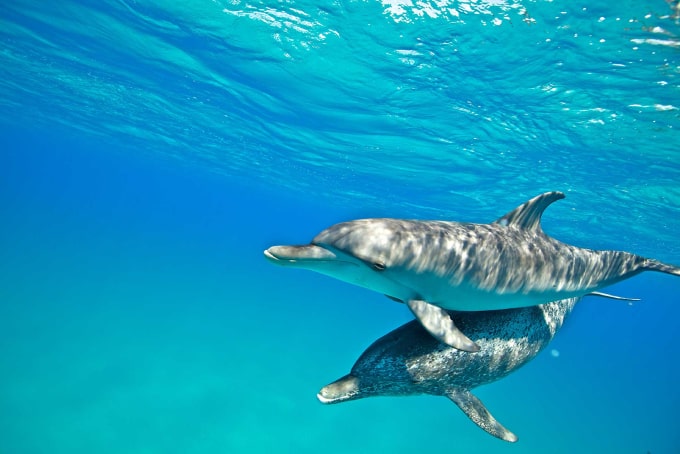 <a href="https://truenaturetravels.com/locations/caribbean-the-bahamas-majestic-dolphin-experience/"><span style="font-weight: 600;">Caribbean - The Bahamas</span> : Majestic Dolphin Experience</a>