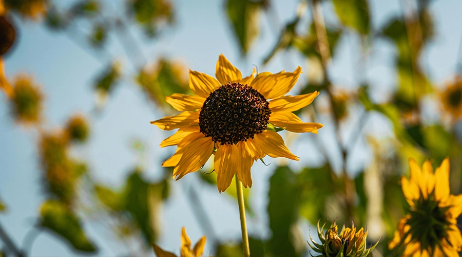 TNT-Blog-Earth Day-4