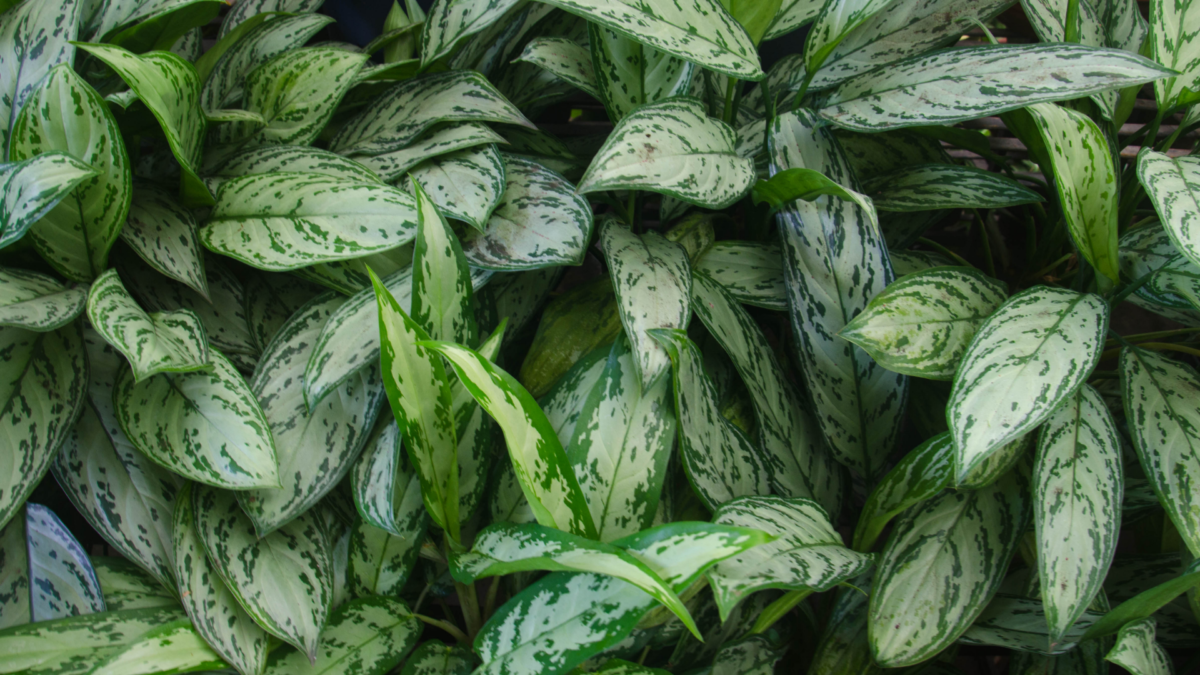 Natural Ways To Clean The Air In Your Home True Nature Travels