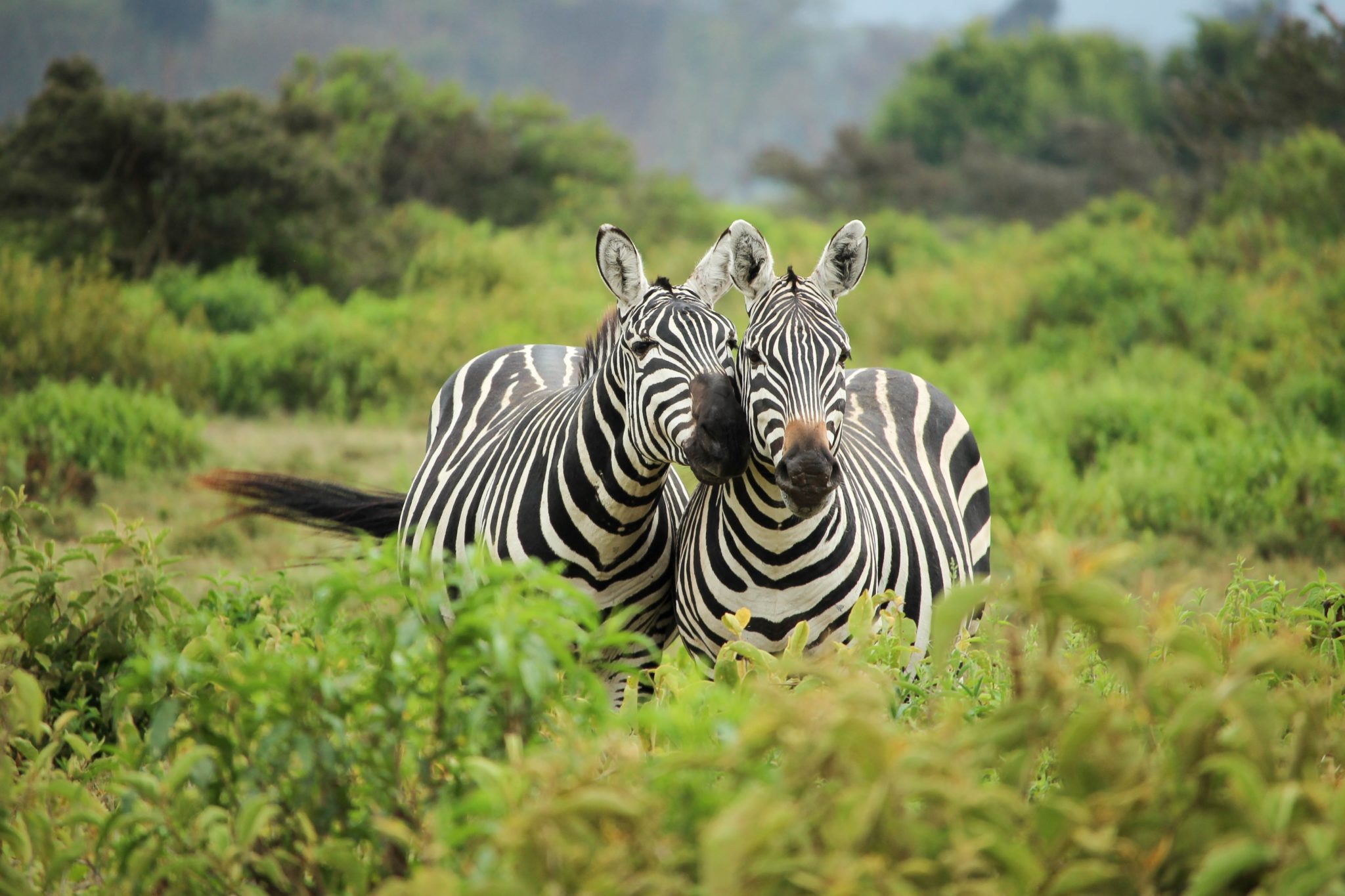 Visit South Africa - Wildlife
