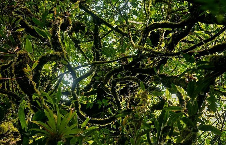 rainforest insights